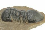 Detailed Paralejurus Trilobite - Atchana, Morocco #210165-5